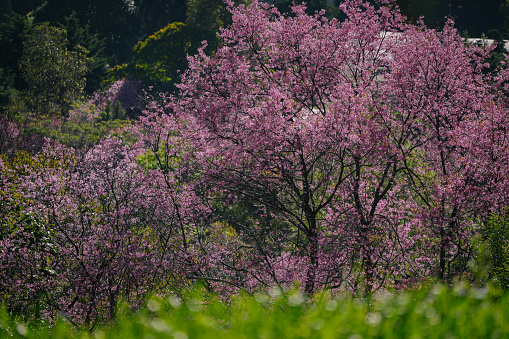 pink colorful cherry blossom in spring season  at doi Inthanon national park Chiangmai Thailand