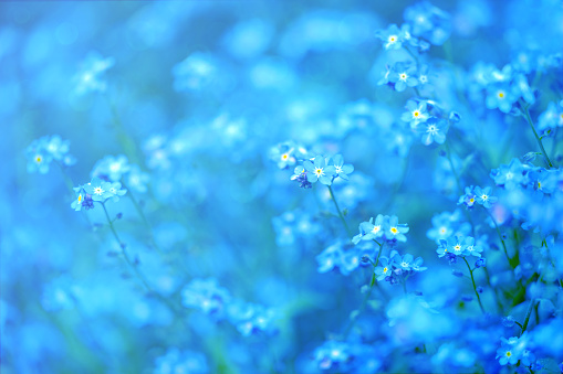 Forget-me-not flowers in small hands of little girl, garden work. Unrecognizable people, Close-up photo