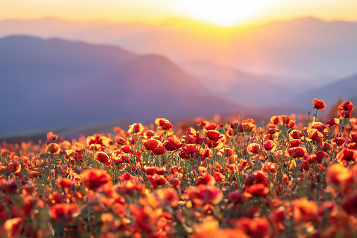 A field of poppies in the Italian countryside at sunset.