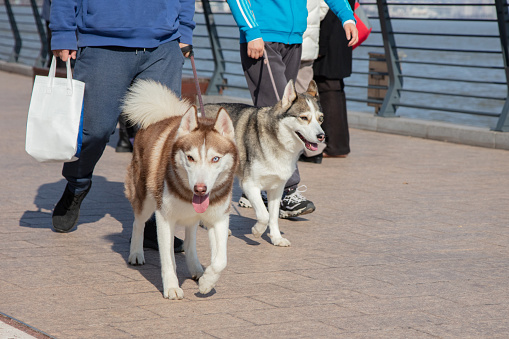 Two huskies walking with their owner on the sidewalk