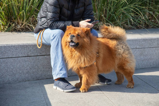 Chow Chow basking in the sun on the street