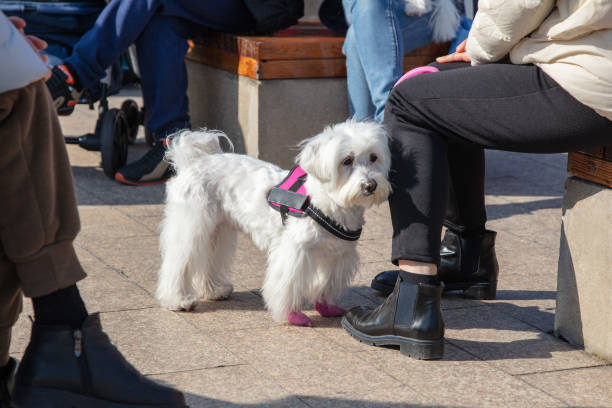 istock Maltese dog enjoying the sun with its owner 2005365268