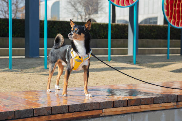 istock Miniature deer dog enjoying sunbathing outdoors 2005365783