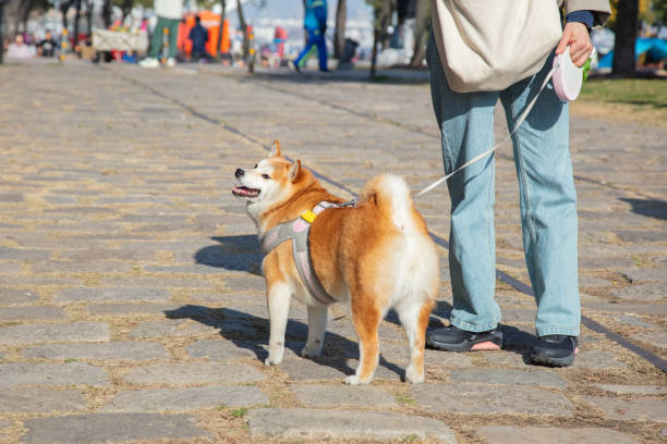 Shiba Inu walking with its owner
