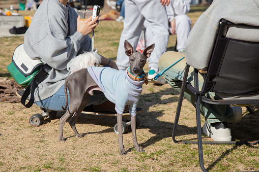 Greyhound dog with owner