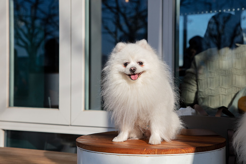 White Pomeranian dog outdoors