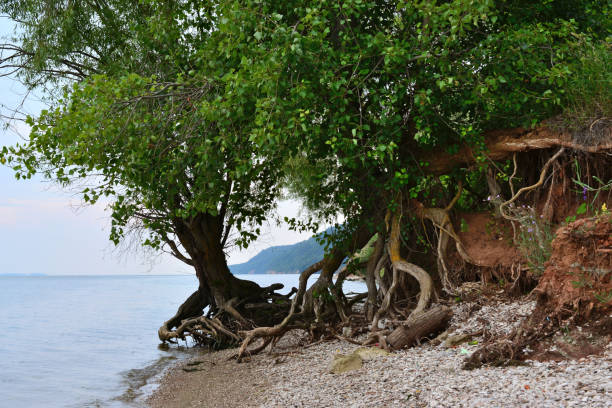 river bank with pebbles and trees with bare roots