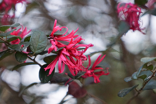 Loropetalum Chinense (Kesinai Merah) or Plum Gorgeous flower on selective focus and blurred background.