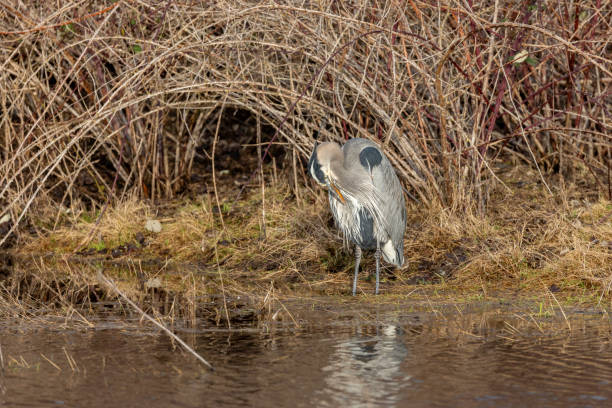 Great Blue Heron preening its feathers in a marsh. Delta, British Columbia, Canada.