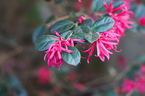 Loropetalum Chinense (Kesinai Merah) or Plum Gorgeous flower on selective focus and blurred background.