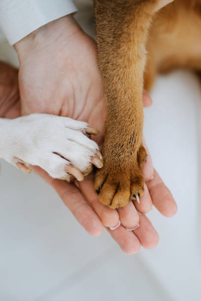 istock animal paws and people's hands crossed 2005387132