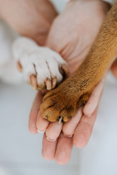 istock animal paws and people's hands crossed 2005394719