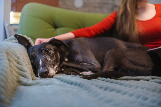 istock Cute dog enjoying his afternoon with human mom 2005397938