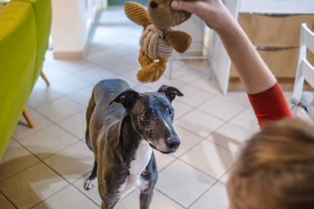 Young woman offering her dog a toy to play with