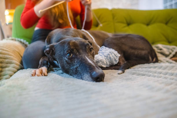 Young woman knitting in the living room with the dog by her side