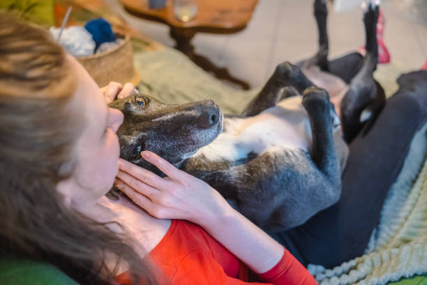 istock Special treatments for my good boy 2005406023