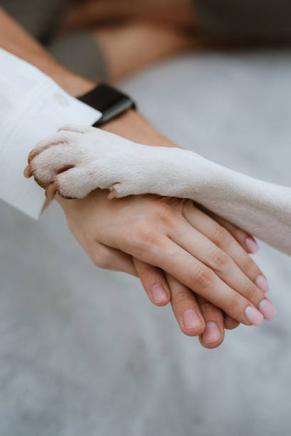 istock animal paws and people's hands crossed 2005407082