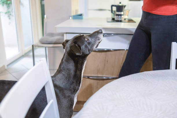 istock Would you like more treats? 2005411398
