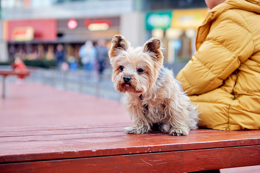 Yorkshire terrier on park bench，Pet love concept