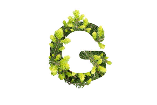 istock letter G made from green pine needles isolated on white 2005418315