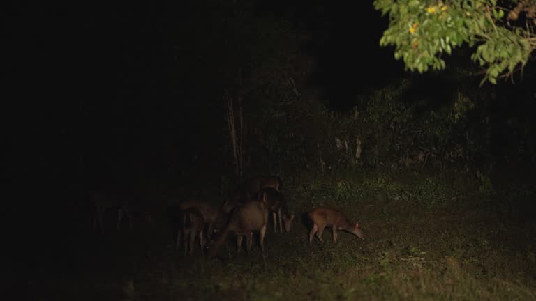 Dear are walking to searching their food in night, Night safari.