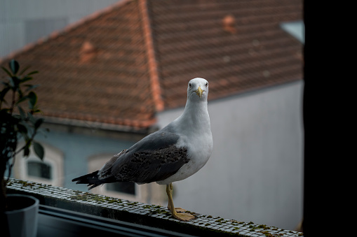 A seagull sits on the balcony outside the window.