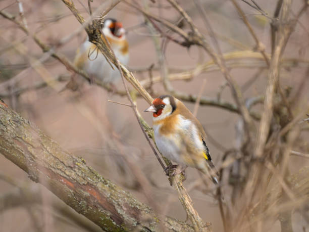 istock A European Goldfinch sitting on a bush 2005430522