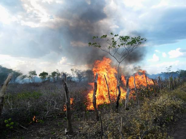 istock fire in an area of caatinga vegetation 2005434222
