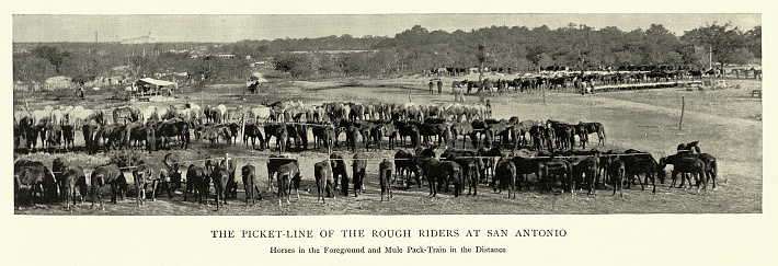Vintage picture, Military history, Picket line of the Rough Riders, San Antonio, Horses and Mule pack-train, Spanish–American War, 1890s 19th Century