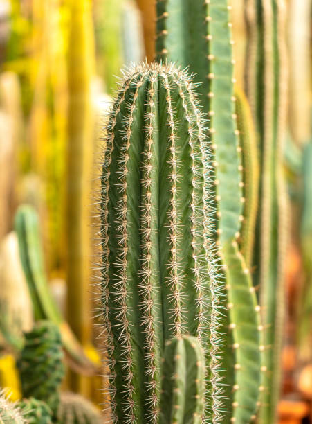 istock Cactus plant in the arboretum. 2005442681
