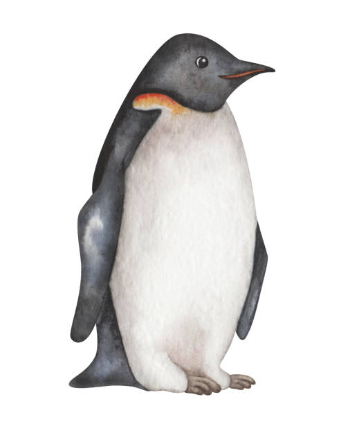 수채화 그림입니다. 손으로 그린 펭귄. 흑백 깃털, 깃털, 지느러미를 가진 날지 못하는 해양 새. 남극해의 남극 새. 황제 펭귄. 고립된 만화 클립 아트 - penguin emperor emperor penguin antarctica stock illustrations