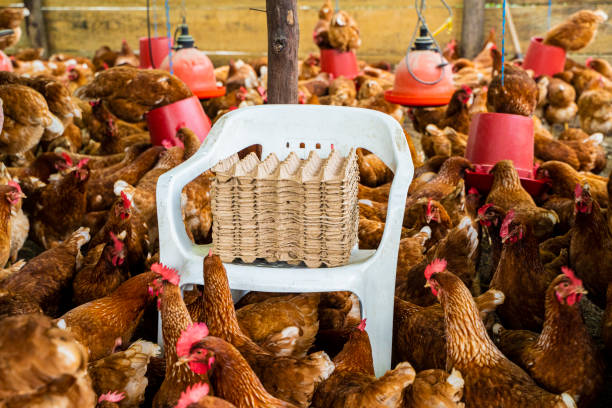 On a farm full of chickens, thousands of eggs are collected for basic household food, and organized for sale at poultry farms.
