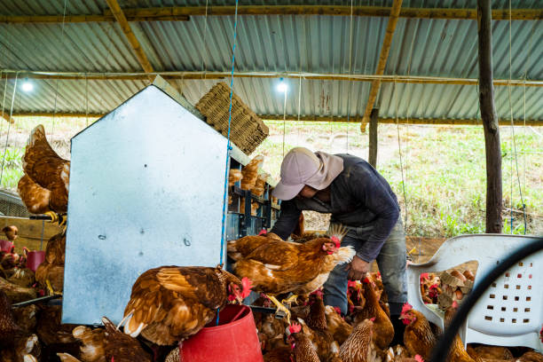 istock Basic food, egg collection on a chicken farm full of hens 2005446389