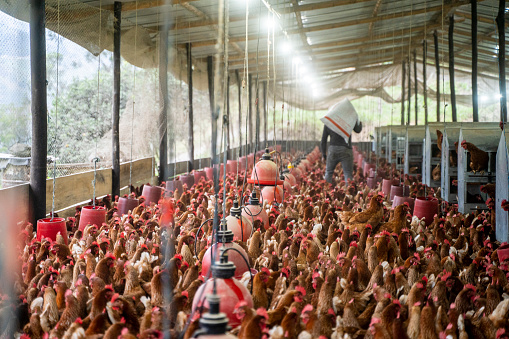 man carrying a bundle of chicken feed while walking among many chickens in the morning on a poultry farm