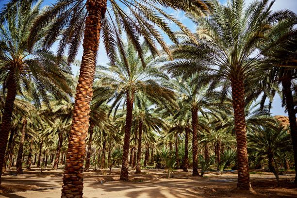 istock Date palm grove, Saudi Arabia 2005452265