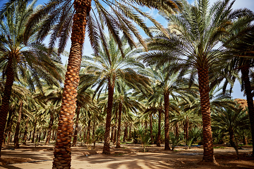 Ground level view beneath canopy of trees in Al-Ula valley oasis.