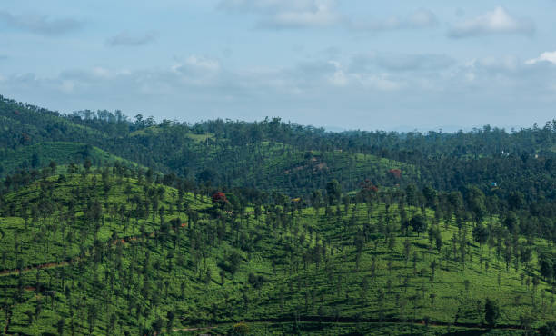 Nature landscape scenery, beautiful tea plantation view