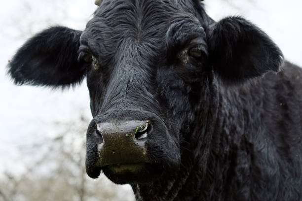 Stock photo showing close-up view of horned, sacred, Indian cow, roaming free around Indian urban area to find food. The cow, considered an animal of worship, has been decorated with a red spot of vermillion in the centre of its forehead.