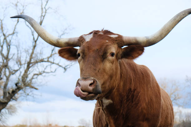 istock Curious Texas longhorn cow portrait 2005455507
