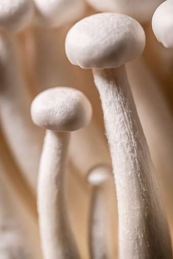 Closeup of a bunch of shimeji mushrooms, with selective focus, macro photography, mushroom natural background
