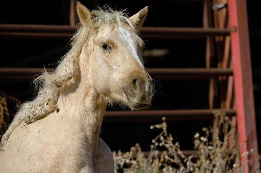 horse, young, ranch, cockleburs, mane, hair, closeup, farm, equine, filly, palomino