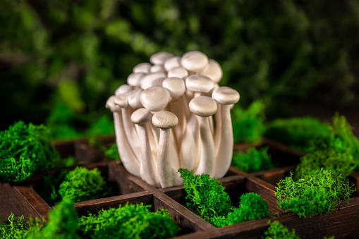 Closeup of a bunch of shimeji mushrooms in a wooden container, surrounded by green moss, superfood, a type of delicious oyster mushroom, healthy food, with copy space