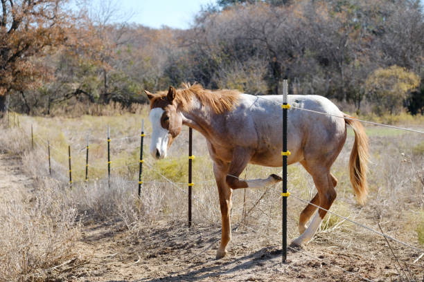 Red roan colt foal horse walking through hot wire fence on Texas ranch