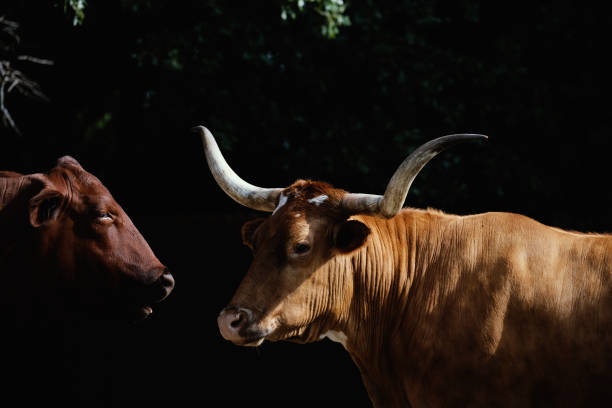 istock Texas longhorn and Santa Gertrudis cows 2005461970