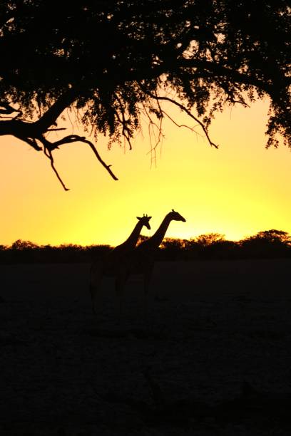 istock Giraffes soaking up the sunset 2005464626