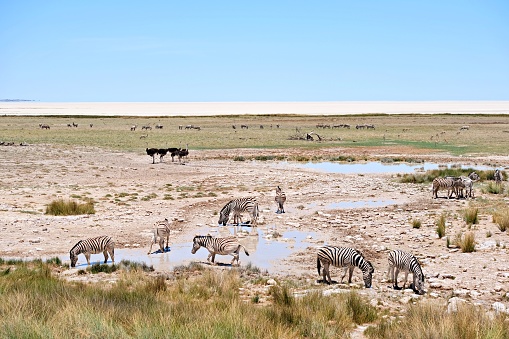 African Waterhole - Homob - in Etosha with zebras drinking from natural spring