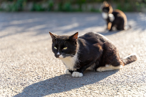 A black and white cat is sitting on the asphalt, looking away. There is another animal in the background. Stray animals.