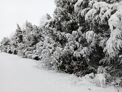Snow-covered coniferous trees on both sides of the road in winter. Beautiful winter landscape with coniferous trees and a thick layer of snow.