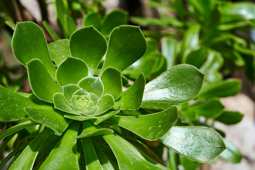 A tree aeonium (Aeonium arboreum). Tremezzo. Province of Como. Italy.