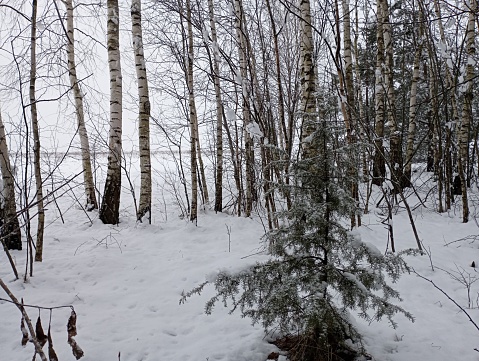 A beautiful birch grove with smooth young trees and a small green Christmas tree covered with a thick layer of snow. Beautiful forest landscape of a winter forest.